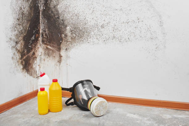 Best Basement Mold Remediation in Schuylerville, NY